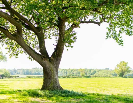 tree-countryside